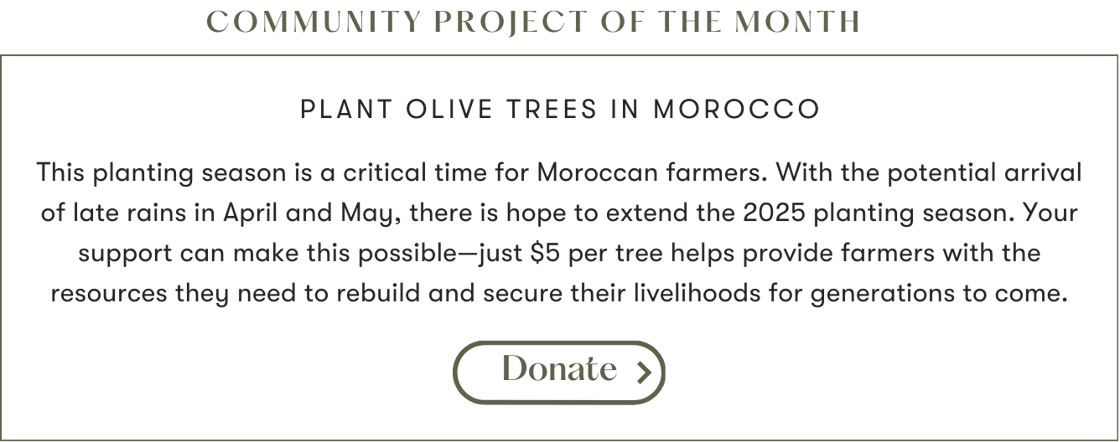 Tree Planting Program Update – 2025 Since the start of 2025, HAF has made significant strides in tree planting, strengthening partnerships, expanding nurseries, and increasing community engagement-69